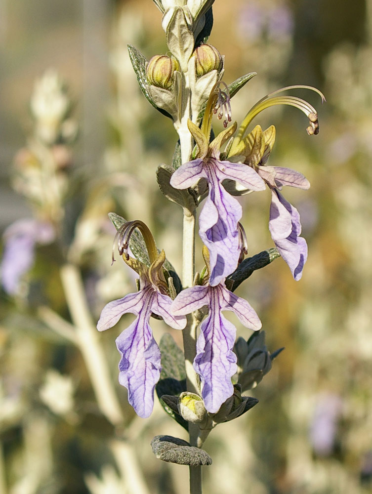 Teucrium fruticans / Camedrio femmina